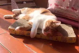 15斤的橘猫太懒了，就知道晒太阳午休？别说画面还挺可爱的！
