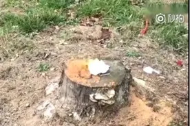 国外牛人用这种方法清除路边的树桩长知识了。视频封面