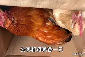 桂平这边去喝喜酒居然要准备一对鸡，意义非常重要，你知道什么吗