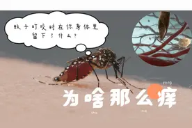 被蚊子叮咬后为什么会起包，还很痒？看看他们吸血时对你做了什么视频封面