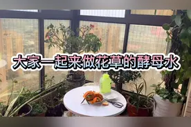 发霉腐烂的水果千万别再扔了，用它制作有机肥，能让花卉爆盆