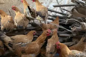 受疫情的影响，鸡便宜到让人不敢相信，100元5只鸡，抢到就是赚到视频封面