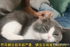 猫爸给猫咪掏耳朵，猫咪舒服的蹬腿腿，要定期给猫咪清理耳螨喔
