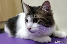 做瑜伽的吨吨猫猫也超可爱哦图片