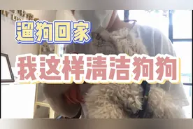 每次遛完狗狗回家，女主人这样清洁狗狗才放心，不要嫌麻烦哦！