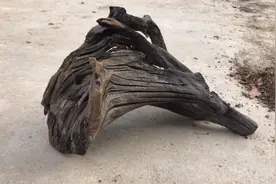 水库捡回来的沉木，再收集几个破瓦罐，种上兰花，这就是田园生活视频封面