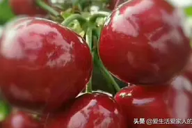 第一次做樱桃酒，很成功！就是酒劲不小！哈哈图片