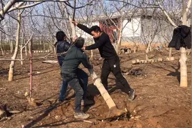 小徐家核桃树生病不结果，无奈挖掉真的太可惜了，怎么防治成问题视频封面