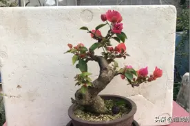 制作三角梅微型盆景，使用套盆和3枝技法很重要，开花多成型快视频封面