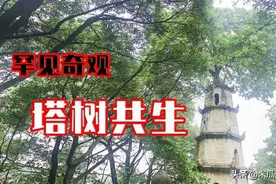 寻访长沙古塔，塔上长出一棵朴树，塔树共生，这样的奇观你见过没视频封面