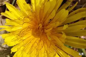 小兴安岭无名野花5图片