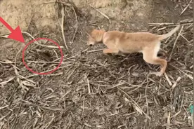 500块的小土狗贵么？看完它抓老鼠这速度，我觉得捡到宝了视频封面