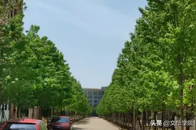 四月份文华学院的枫叶树，绿色怡人，枝繁叶茂图片