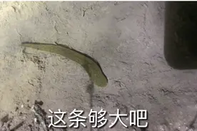 梁哥实拍：几百块一斤的蚂蟥在广西农田都泛滥了，为什么没人抓？