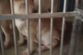 骨沙(沙皮)，原种沙皮，中国古老名犬。