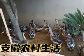 一个视频见证鸭子的成长，三个月时间从小鸭子变成大肥鸭