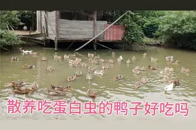 阿隆散养在池塘的鸭子，每天喂蛋白虫颗粒，看的阿隆都想杀只尝尝视频封面