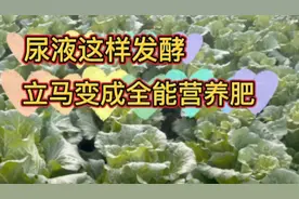用尿液浇菜多加两样东西，立马变成全能营养肥，简单效果还好