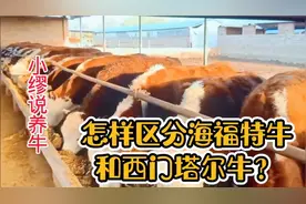 怎样区分海福特牛和西门塔尔牛？了解各自特点后，很容易分辨