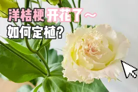 小苗带大的洋桔梗终于开花了，真的好美！顺带聊下洋桔梗定植问题