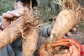 挖冬笋选择孕竹很重要，看不见的冬笋，挖出来个个都是超大