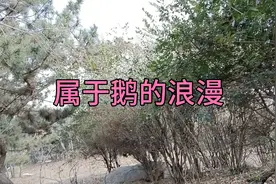原来鹅是这样繁殖后代的