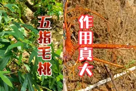 五指毛桃堪称“广东人参”，煲汤补气不上火，野生干货六十元一斤视频封面