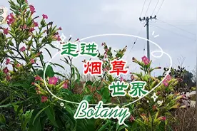 香烟是由什么植物制成？本期介绍植物“烟草”，我们一起了解它。视频封面