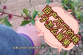 桃农朋友，桃子亩产万斤和亩产5000斤，该怎么留枝怎么留桃？视频封面