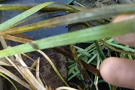 一种水中野草（筋骨草），对于跌打损伤外用效果良好。