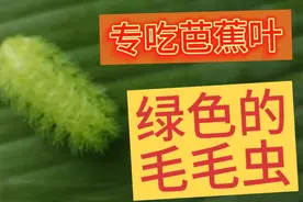 这种绿色的专吃芭蕉叶的毛毛虫，千万别触碰，你知道为什么吗？