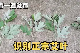 端午艾叶是个宝，7个样本为您分辨正宗艾草，涨知识结尾还有福袋