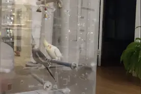 喂鸟之歌，听了就开心的歌。喂鸟了，喂鸟了，喂鸟了