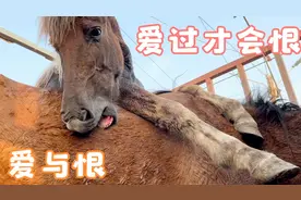 万物有情爱过才会恨，当爱扑了个空就会变成恨，爱有多深恨有多深视频封面