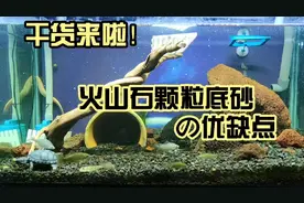 自我总结的一些关于火山石颗粒做底砂的优缺点，希望能帮助到大家