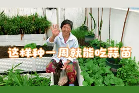 这样种蒜苗，长的超快一周就能吃视频封面