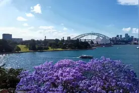 试试今日头条4K30帧HDR高码率画质《21年悉尼别样的蓝花楹季》视频封面