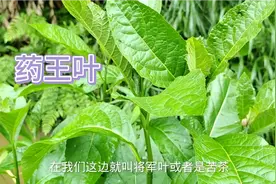 这种植物叫南非叶（药王叶），有些地方叫将军叶或叫苦茶，去看看