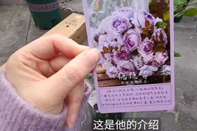 天狼月季新品——“隐隐青”开箱上盆啦！视频封面