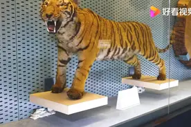 浙江境内最后一只华南虎 1952年因伤人被击毙 现已做成标本视频封面