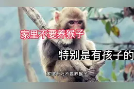 村里不要养猴 特别是有孩子的人家