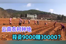 云南农村创业新趋势，种地投资9000赚30000，要发大财的节奏！视频封面