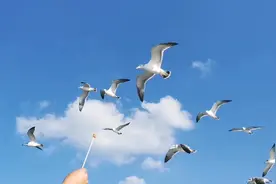 乘船环游刘公岛多少钱？几点开船？沿途有什么景点？寒冰实地探访视频封面