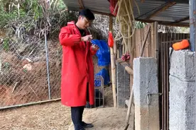 放养的母猪，看一个人是怎么给它打针的，希望能帮到网友们视频封面