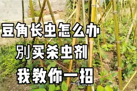 豆角长虫千万别买农药打，教大家一招搞定，虫害再也沒有了视频封面