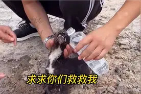 流浪小狗垃圾场捡吃的中毒，生命危在旦夕，好心小伙路过紧急救助视频封面