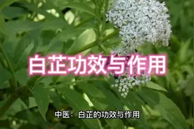 白芷的功效与作用