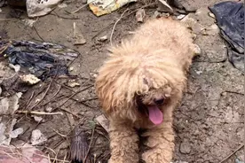 救助被困在深坑中的流浪狗后续……视频封面