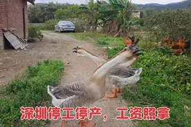 深圳封闭7天终于复工，打工夫妻整道硬菜庆祝，工资照发一分不扣