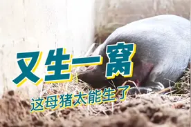 镜头记录母猪下崽全过程，这头母猪太能生，一窝十几胎！视频封面